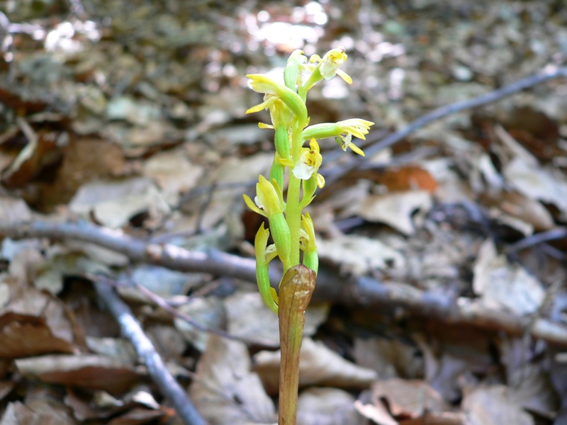 Corallorhiza trifida